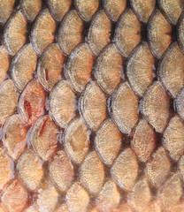 Texture of fish scales close up. © indigolotos