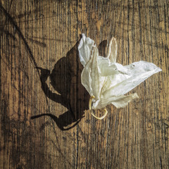 Old orchidea fallen