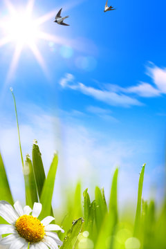 abstracts beautifu spring background
