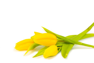 Fototapeta premium tulips