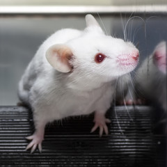 Laboratory mouse in the experiment test.