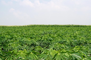 Fototapeta na wymiar cassava field