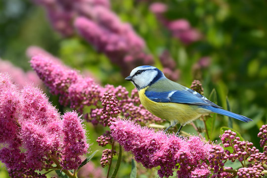 Fr&uuml;hling 294