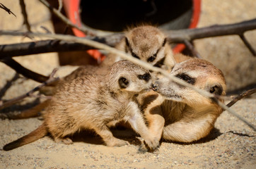 Suricate and cubs
