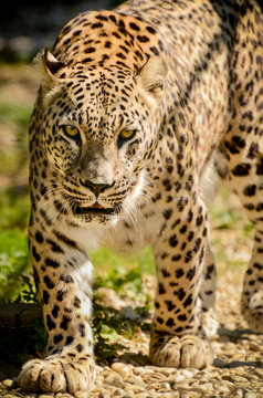 Leopard - Panthera pardus