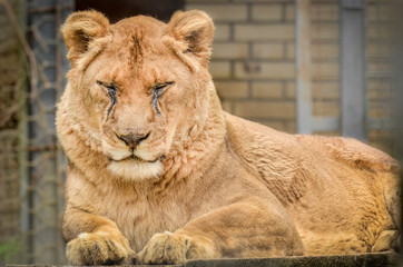 Lion - Panthera leo