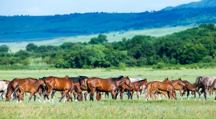 Naklejka na ściany i meble Herd of Arabian horses on the field returns home