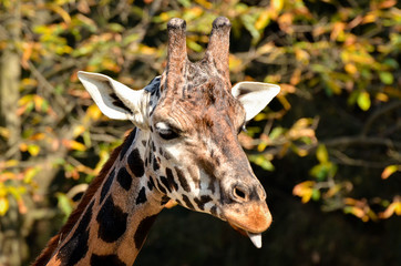 Giraffe - Giraffa camelopardalis