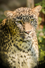 Fototapeta na wymiar Leopard - Panthera pardus