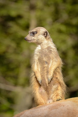 Suricate Meerkat - Suricata suricatta