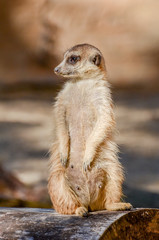 Fototapeta premium Suricate Suricata suricatta