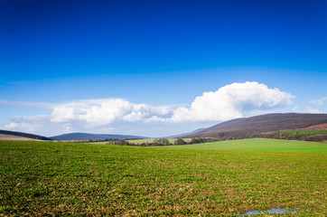Fototapeta premium green field and blue sky