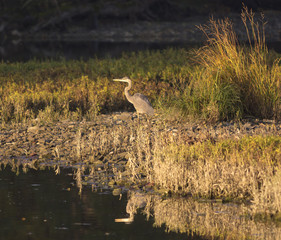 Great Blue Heron