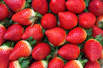 Fresh organic strawberries