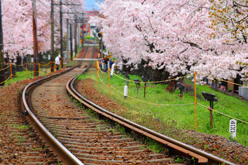Railway and sakura tree © leungchopan