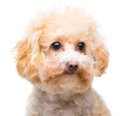 Brown poodle isolated