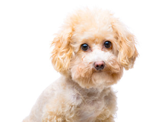 Brown poodle portrait