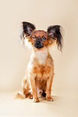 Puppies Russian toy terrier on a light brown background