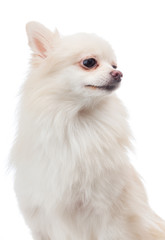 Fototapeta premium White pomeranian looking aside