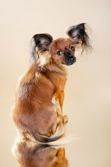 Puppies Russian toy terrier on a light brown background