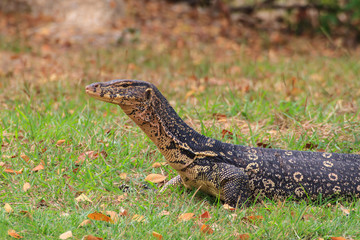 Water monitor lizard