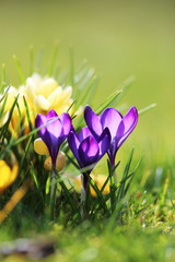 crocus