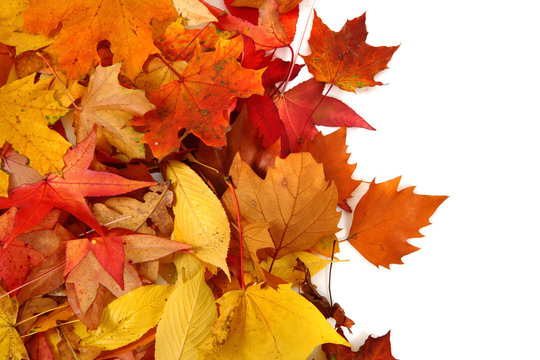 autumnal leaves background