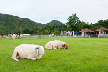 Sheep in a field