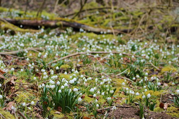 Märzenbecherblüte (Leucojum v.) im Wolfstal (b Lauterach)