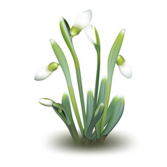 vector snowdrops