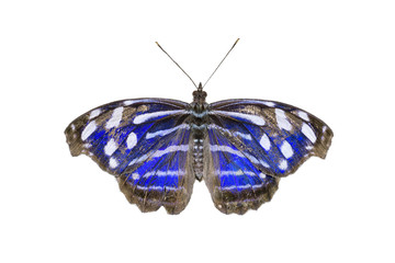 Fototapeta premium Blue-banded Purplewing Butterfly