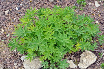 plante a massif