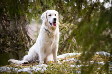 Golden Retriever in the Forest