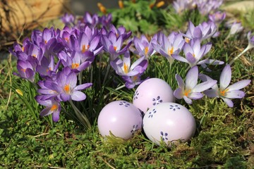 ostereier und krokus