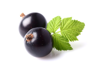 Blackcurrant with leaves