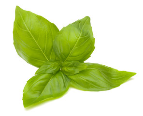 Sweet basil leaves