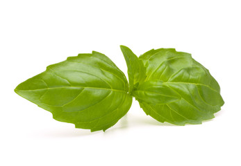 Sweet basil leaves