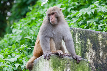 Playful monkeys near Swayambunath temple
