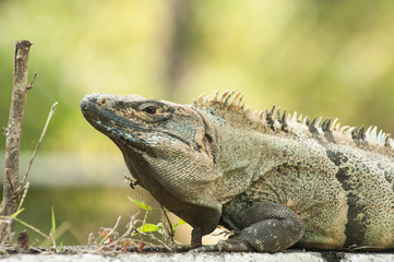 Obraz premium Adult Male Black Spiny-Tailed Iguana