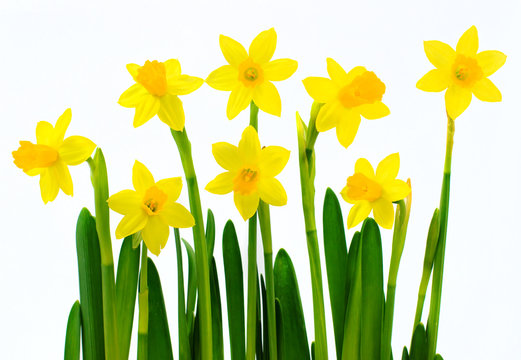 Fresh yellow daffodils