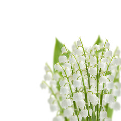 lilly of the valley flowers