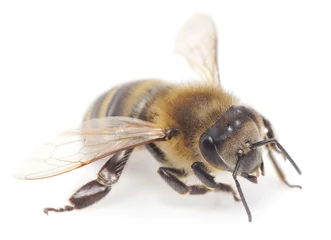 Fotobehang honeybee © Anatolii