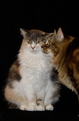 Obraz premium Portrait de chats