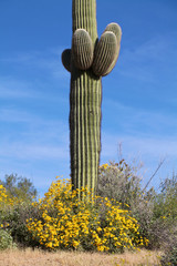 Wildflowers and Saguaro