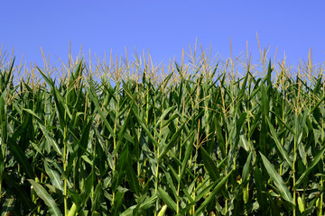 Corn Field