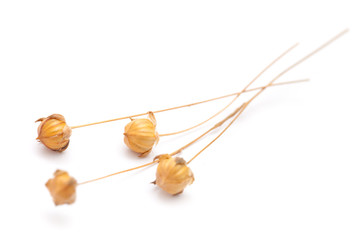 dry flax plant capsules