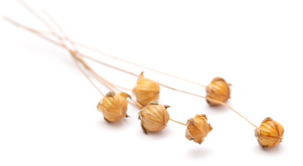 dry flax plant capsules
