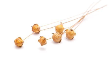 dry flax plant capsules