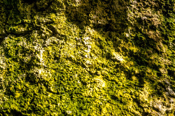 Rock and moss