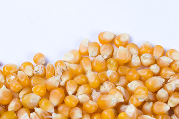 Corn seeds